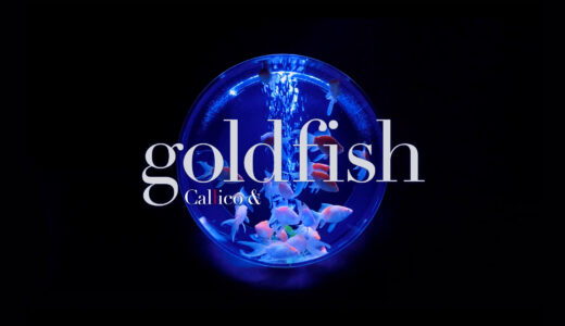 Callico & new song “金魚 / goldfish” from ART AQUARIUM MUSEUM
